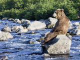 Brown Bear (Ursus Arctos) Sitting on Rock in River, Kamchatka, Russia Photographic Print by Sergey Gorshkov/Minden Pictures