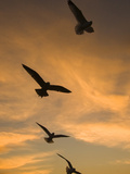 Mew Gull (Larus Canus) Group Silhouetted at Sunset in La Jolla, California Fotografie-Druck von Tom Vezo/Minden Pictures