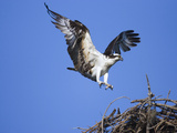 Osprey (Pandion Haliaetus) Landing on Nest, Florida Fotografie-Druck von Tom Vezo/Minden Pictures