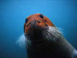 Bearded Seal (Erignathus Barbatus) with Head Stained Red, Svalbard, Norway Photographic Print by Flip Nicklin/Minden Pictures