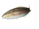 A Red Shoulder Wrasse Collected from Temae Reef Photographic Print by David Liittschwager