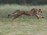 Cheetah (Acinonyx Jubatus) Running, Cheetah Conservation Fund, Otijwarongo, Namibia, Photographic Print by Suzi Eszterhas/Minden Pictures