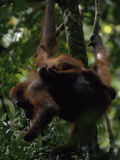 A Baby Orangutan, Pongo Pygmaeus, Clings to its Mother Eating Leaves Lámina fotográfica por Tim Laman