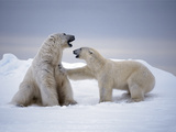 A Female Polar Bear Rejecting the Advances of a Massive Male Photographie par Paul Nicklen