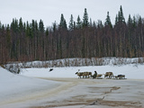 Komi Reindeer Herder Drives His Team Along a Dangerous Melting Stream Photographic Print by Gordon Wiltsie