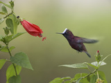Snowcap (Microchera Albocoronata) Hummingbird Male Foraging, Costa Rica Photographic Print by Tim Fitzharris/Minden Pictures
