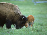 American Bison (Bison Bison) Female Playing with Calf, Yellowstone Nat'l Park, Montana Photographic Print by Suzi Eszterhas/Minden Pictures