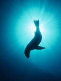 California Sea Lion (Zalophus Californianus) Underwater, Channel Islands National Park, California Photographic Print by Flip Nicklin/Minden Pictures