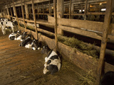 Calves Being Raised for Veal are Protected from the Cold in a Barn Photographie par Gordon Wiltsie