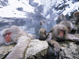 Japanese Macaque (Macaca Fuscata) Group Soaking in Hot Springs, Japan Photographic Print by Ingo Arndt/Minden Pictures
