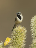 Black-Throated Sparrow (Amphispiza Bilineata) on Cactus, Santa Rita Mountains, Arizona Photographic Print by Tom Vezo/Minden Pictures