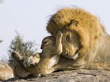 African Lion (Panthera Leo) Cubs Playing with Adult Male, Masai Mara Nat'l Reserve, Kenya Fotografisk tryk af Suzi Eszterhas/Minden Pictures African Lion (Panthera Leo) Cubs Playing with Adult Male, Masai Mara Nat'l Reserve, Kenya Fotografisk tryk af Suzi Eszterhas/Minden Pictures