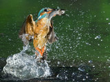 An Adult Male Common Kingfisher, Alcedo Atthis, with a Common Roach Photographic Print by Joe Petersburger