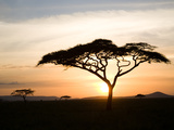 A Acacia Tree in the Serengetti Valokuvavedos tekijänä Ben Horton