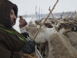 A 72-Year Old Komi Nomadic Reindeer Herder, Holds Up a Temporary Pen Photographic Print by Gordon Wiltsie