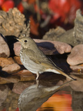Hermit Thrush (Catharus Guttatus) Standing in Water, Santa Rita Mountains, Arizona Photographic Print by Tom Vezo/Minden Pictures
