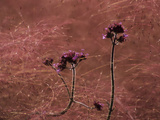 Verbena Bonariensis and Muhlenbergia Capillaris Seeds Photographic Print by Paul Daimien