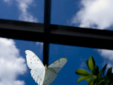 Captive White Morpho Butterfly, Morpho Polyphemus Photographic Print by Paul Sutherland