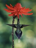 Green Hermit (Phaethornis Guy) and Coral Tree (Erythrina Sp.) Flowers, Costa Rica Fotografie-Druck von Michael and Patricia Fogden/Minden Pictures