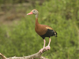Black-Bellied Whistling Duck (Dendrocygna Autumnalis) Rio Grande Valley, Texas Impressão fotográfica por Tom Vezo/Minden Pictures Black-Bellied Whistling Duck (Dendrocygna Autumnalis) Rio Grande Valley, Texas Impressão fotográfica por Tom Vezo/Minden Pictures