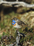 Bluethroat (Luscinia Svecica) Perching, Nome, Alaska Photographic Print by Tom Vezo/Minden Pictures
