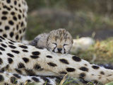 Cheetah (Acinonyx Jubatus) Six Day Old Cubs Resting on Mother's Leg, Maasai Mara Reserve, Kenya Photographic Print by Suzi Eszterhas/Minden Pictures