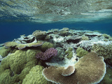 Great Barrier Reef Near Port Douglas, Queensland, Australia Photographic Print by Flip Nicklin/Minden Pictures