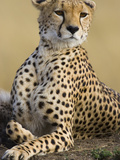 Cheetah (Acinonyx Jubatus) Adult Female Portait, Maasai Mara Reserve, Kenya Photographie par Suzi Eszterhas/Minden Pictures