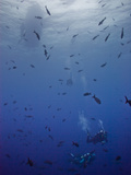 Divers Descend Through Schools of Fish to Reach the Reef Below Photographic Print by Ben Horton