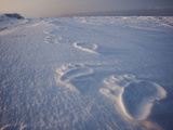 Polar Bear Tracks on Sea Ice Photographie par Paul Nicklen