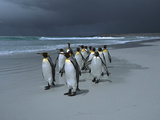 King Penguin (Aptenodytes Patagonicus) Group Walking Along Beach, Falkland Islands Fotoprint van Hiroya Minakuchi/Minden Pictures King Penguin (Aptenodytes Patagonicus) Group Walking Along Beach, Falkland Islands Fotoprint van Hiroya Minakuchi/Minden Pictures