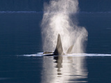 Orca (Orcinus Orca) Pair Spouting, Southeast Alaska Photographic Print by Flip Nicklin/Minden Pictures
