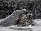 Young Elephant Seal Bulls Mock-Battle in the Shallows of Cooper Bay Photographie par Paul Nicklen