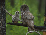 Great Gray Owl (Strix Nebulosa) Adult with Chick, Saskatchewan, Canada Photographic Print by Tom Vezo/Minden Pictures