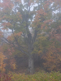 An Oak Tree Sits in the Mist on a Fall Morning in Quebec Photographic Print by Kenneth Ginn