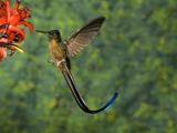 Violet-Tailed Sylph (Aglaiocercus Coelestis) Hummingbird Visiting Flower, Andes, Ecuador Fotografie-Druck von Tom Vezo/Minden Pictures