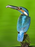 An Adult Male Kingfisher, Alcedo Atthis, with a Fish in its Beak Photographic Print by Joe Petersburger