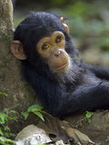 Chimpanzee (Pan Troglodytes) Baby Against a Tree, Endangered, Gombe Stream Nat'l Park, Tanzania Photographic Print by Ingo Arndt/Minden Pictures