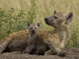 Spotted Hyena (Crocuta Crocuta) Mother with Young, Masai Mara Reserve, Kenya Photographic Print by Suzi Eszterhas/Minden Pictures