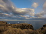 The Tussock Grass-Lined Shore of South Georgia Photographie par Paul Nicklen