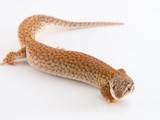 Varanus Brevicaudia Resting Against Studio Background Photographie par Brooke Whatnall