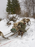 A Komi Nomadic Herder Slows Down a Sled from Crushing a Reindeer Photographic Print by Gordon Wiltsie