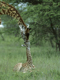 Giraffe (Giraffa Camelopardalis) Newborn Calf and Mother, Ngorongoro Conservation Area, Tanzania Fotografisk tryk af Suzi Eszterhas/Minden Pictures Giraffe (Giraffa Camelopardalis) Newborn Calf and Mother, Ngorongoro Conservation Area, Tanzania Fotografisk tryk af Suzi Eszterhas/Minden Pictures