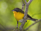 Yellow-Breasted Chat (Icteria Virens) Rio Grande Valley, Texas Photographic Print by Tom Vezo/Minden Pictures