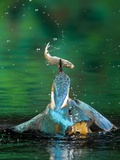 Adult Male Common Kingfisher, Alcedo Atthis, with an Amur Bitterling Photographic Print by Joe Petersburger