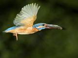 Adult Male Common Kingfisher, Alcedo Atthis, with a Topmouth Gudgeon Photographic Print by Joe Petersburger