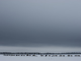A Reindeer Caravan Herded by the Last Nomadic Komi Clan on the Tundra Photographie par Gordon Wiltsie