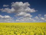 A Field of Rapeseed, Brassica Napus Photographic Print by Joe Petersburger