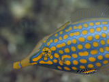 A Brightly Spotted Long-Nosed Filefish Photographic Print by Tim Laman