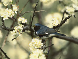Black-Throated Blue Warbler (Dendroica Caerulescens) in Beach Plum Tree, Long Island, New York Photographic Print by Tom Vezo/Minden Pictures